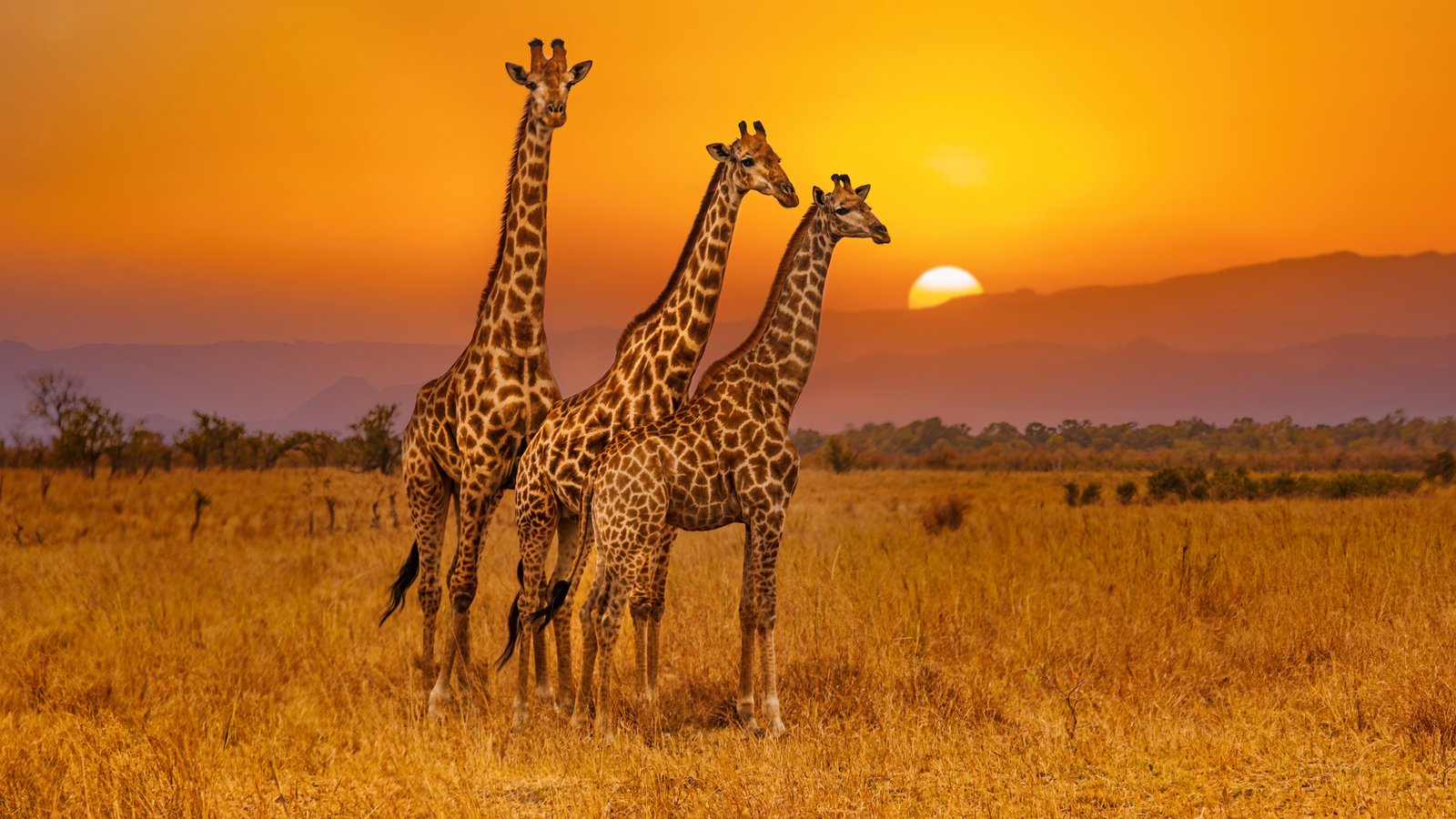 Beautiful 3 BHK Apartment in Prime Location